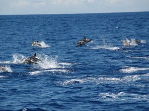 Delfingruppe auf den Azoreninseln image-16495