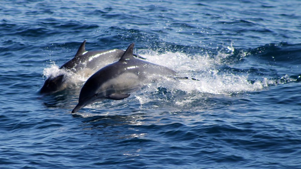 dolphins-1194553_1920