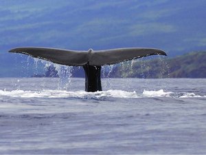 Wal im Inselarchipel der Azoren image-16497