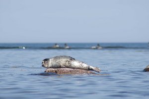 Robbe an der Küste Estlands image-16353